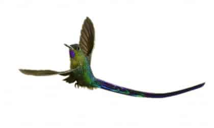 Hummingbird Long Tail