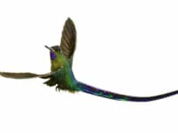 Hummingbird Long Tail