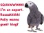 Parrots In The SEO Echo Chamber